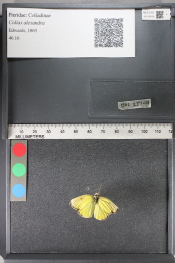 Media type: image;   Entomology 119709